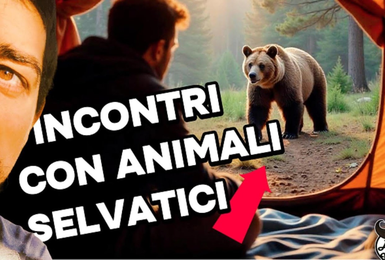 Come gestire l'incontro con gli ANIMALI SELVATICI