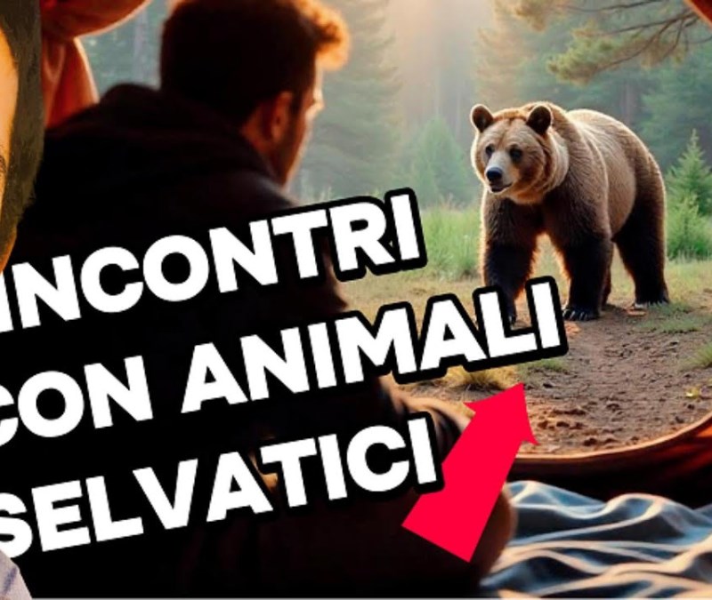 Come gestire l'incontro con gli ANIMALI SELVATICI