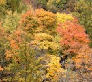 Autunno dorato nelle Foreste Casentinesi