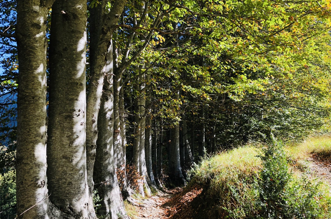 la-via-per-gli-alpeggi_37