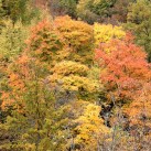 Autunno Dorato a Campigna: Il Foliage nel Cuore delle Foreste Casentinesi