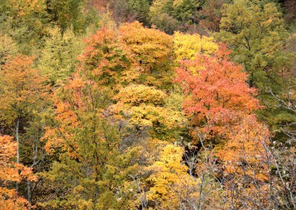 Autunno Dorato a Campigna: Il Foliage nel Cuore delle Foreste Casentinesi