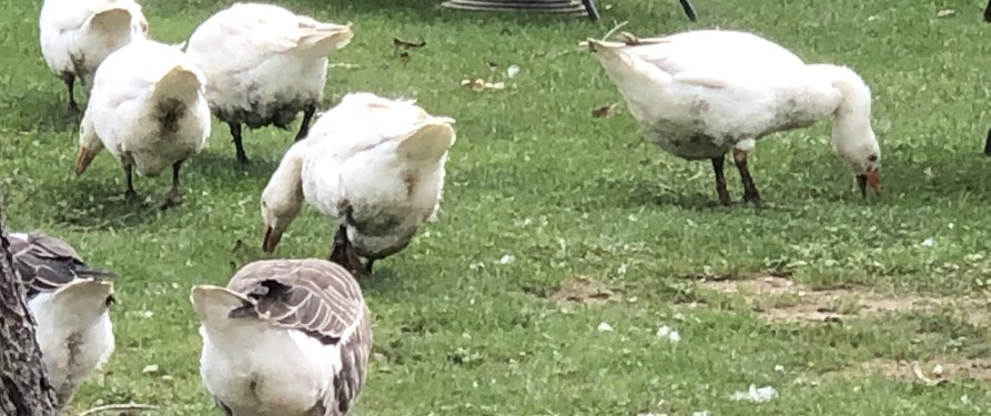paperotti in libertà in fattoria