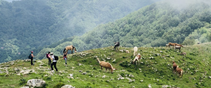 animali al pascolo libero