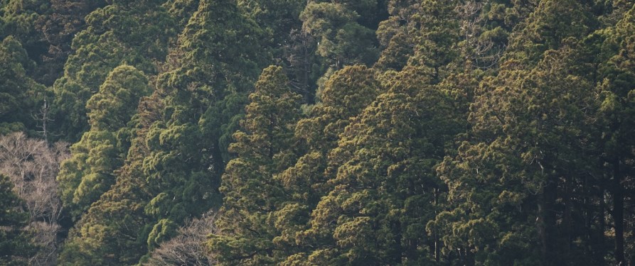 l’isola di Miyajima, vista sul monte Fuji